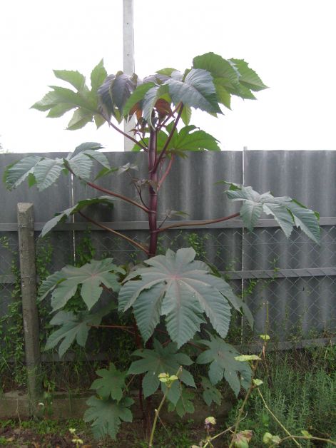 ricinus.jpg